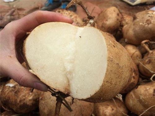 小孩吃土瓜,小孩的甜蜜冒险之旅