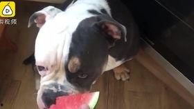 狗狗吃阳瓜,美味与营养的完美结合