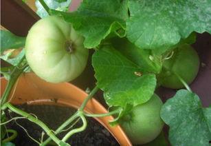 吃瓜回忆,那些年我们一起“瓜”过的瞬间