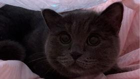 小猫儿吃瓜了,瓜果世界的新奇体验