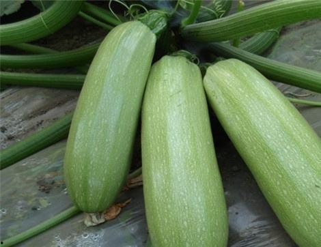 天津西吃瓜,一网打尽最新街头趣闻