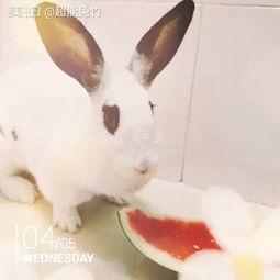 兔子吃瓜又洗澡,沐浴清新时光