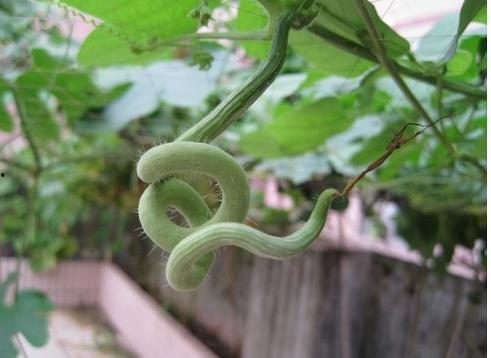 蛇瓜怎么蛇瓜怎么么吃,探索蛇瓜的烹饪艺术