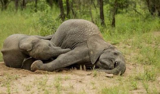 小象吃瓜菌直播,趣味横生的菌类世界探险之旅