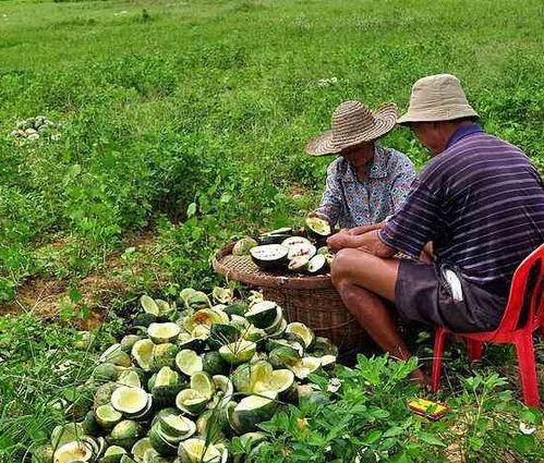 梦见吃瓜留籽,吃瓜留籽的奇幻之旅