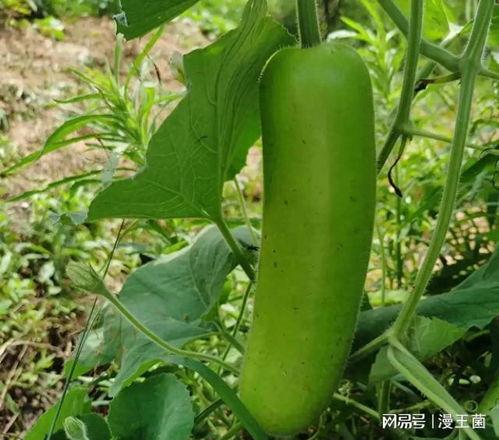 怎样炒瓠子瓜吃,瓠子瓜炒制秘籍,轻松学会炒瓠子瓜的技巧