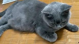 小猫和主人吃瓜,喵星人主仆共享夏日瓜果时光